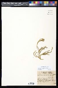 Diphasiastrum sitchense image