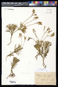 Diphasiastrum tristachyum image