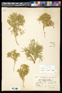 Diphasiastrum x zeilleri image
