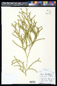 Diphasium jussiaei image