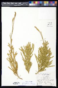 Diphasium jussiaei image