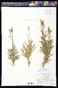 Diphasium jussiaei image