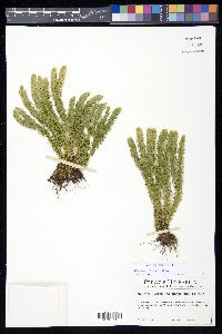 Huperzia miyoshiana image