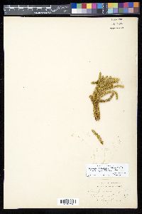 Huperzia haleakalae image