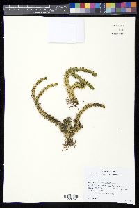 Huperzia beiteliana image