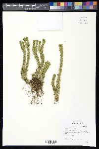 Huperzia beiteliana image