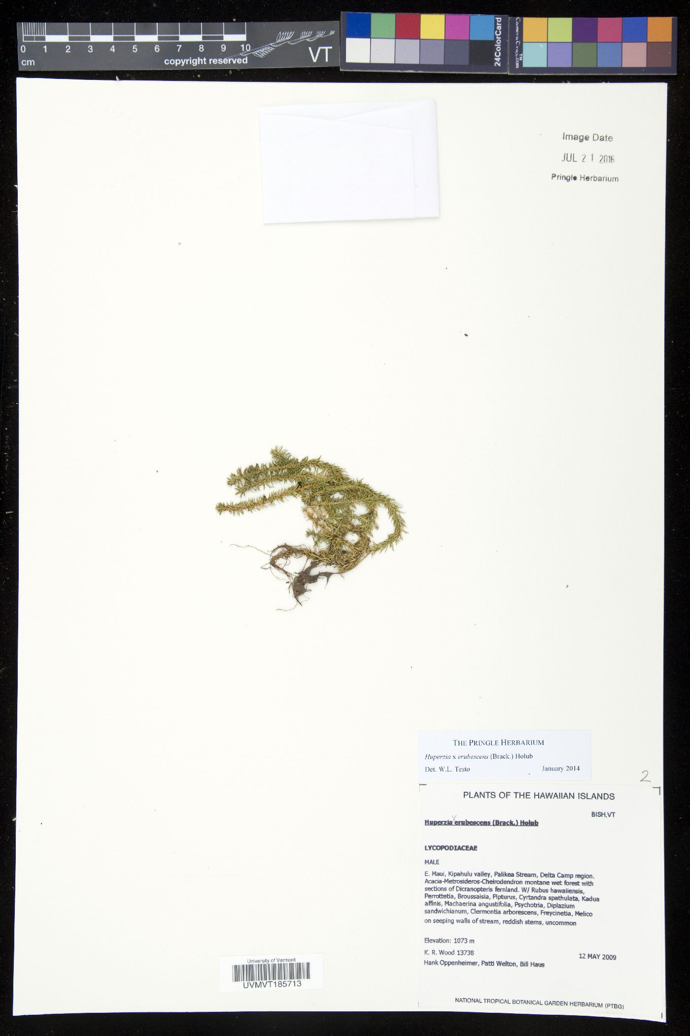Huperzia erubescens image