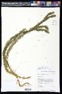 Huperzia erosa image