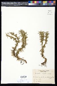 Huperzia serrata image