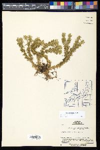 Huperzia serrata image