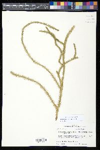 Lycopodiella alopecuroides image