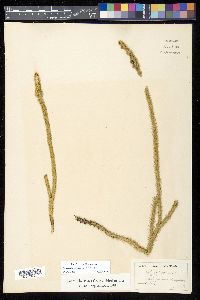 Lycopodiella alopecuroides image