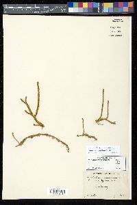 Lycopodiella appressa image