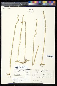 Lycopodiella appressa image