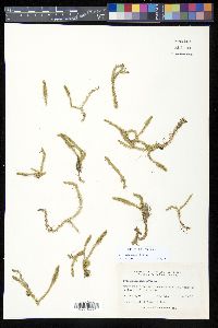 Lycopodiella inundata image