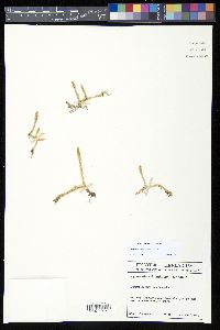 Lycopodiella inundata image