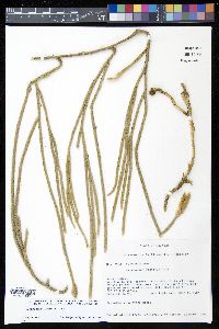 Lycopodium vestitum image