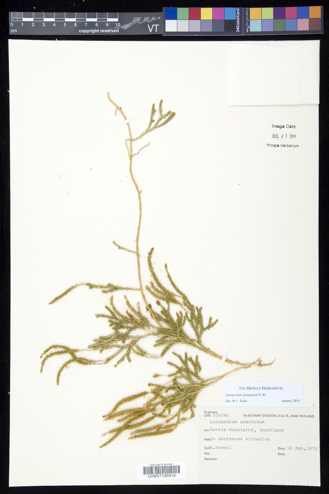 Lycopodium fastigiatum image