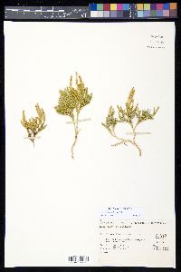 Lycopodium fastigiatum image