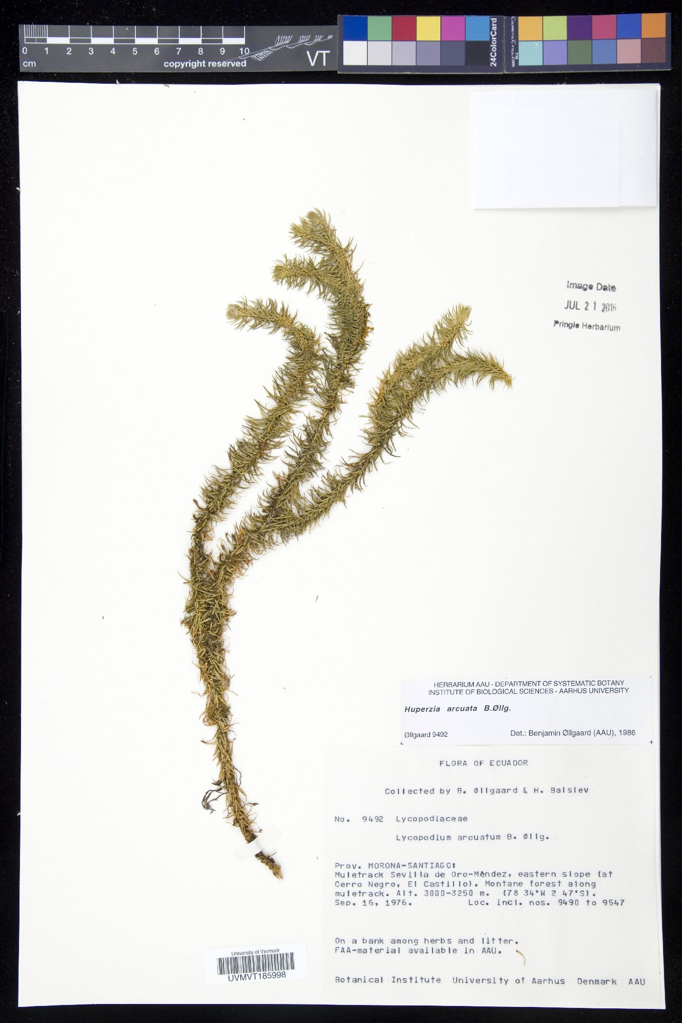 Phlegmariurus arcuatus image