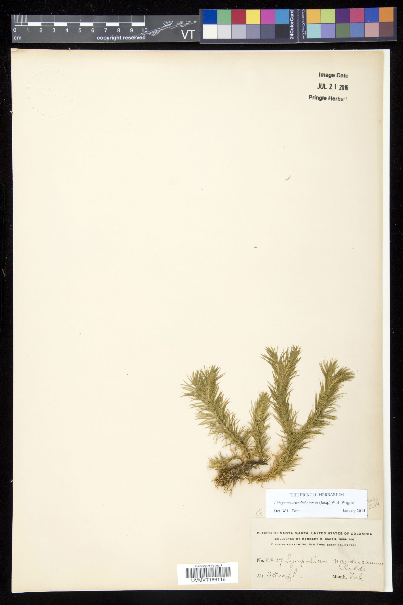 Phlegmariurus dichotomus image