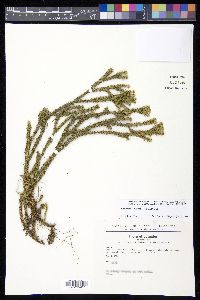 Phlegmariurus eversus image