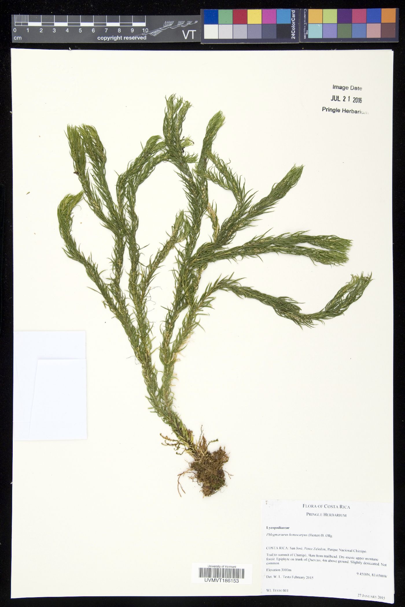Phlegmariurus homocarpus image