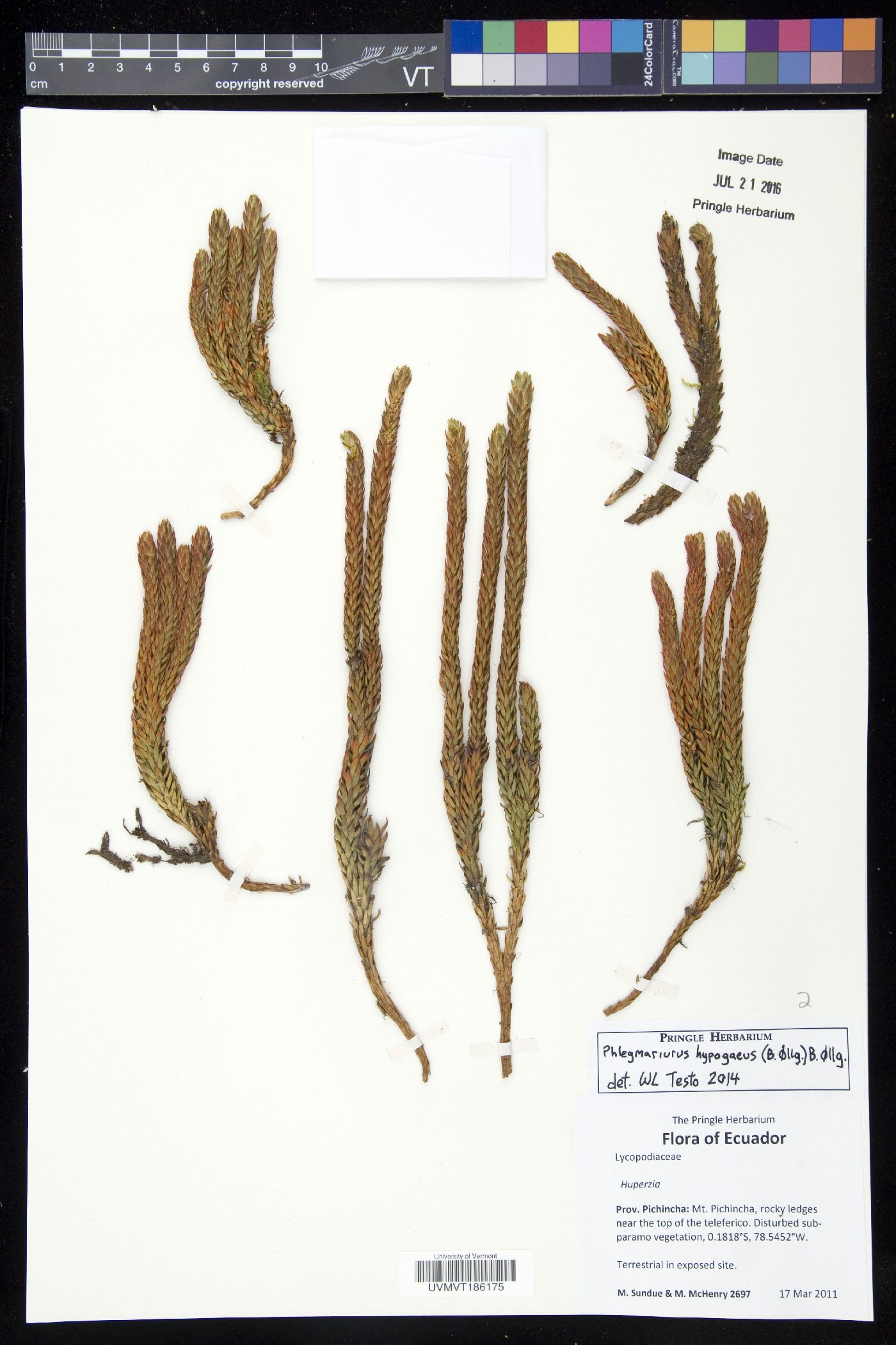 Phlegmariurus hypogaeus image