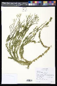 Phlegmariurus myrsinites image