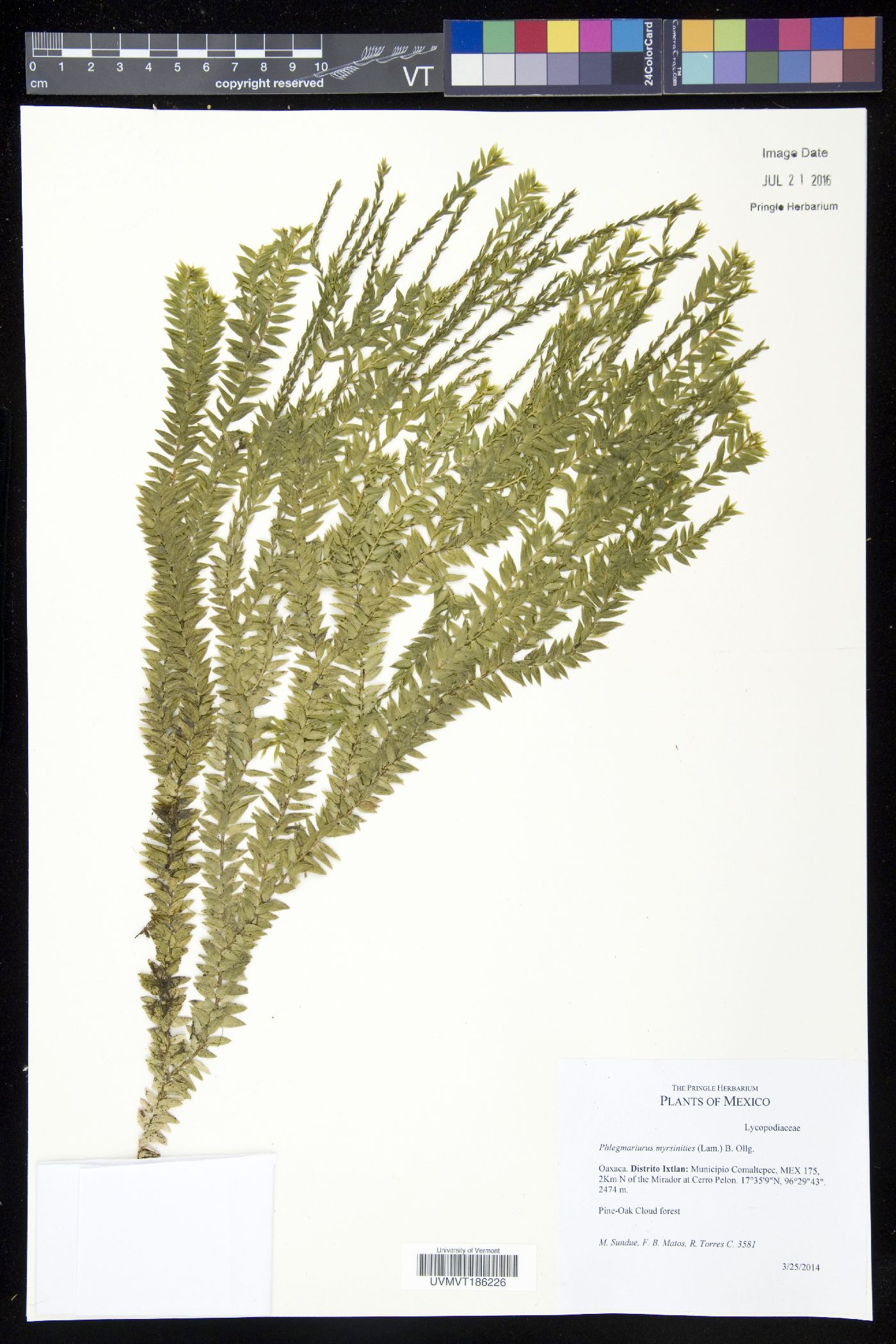 Phlegmariurus myrsinites image