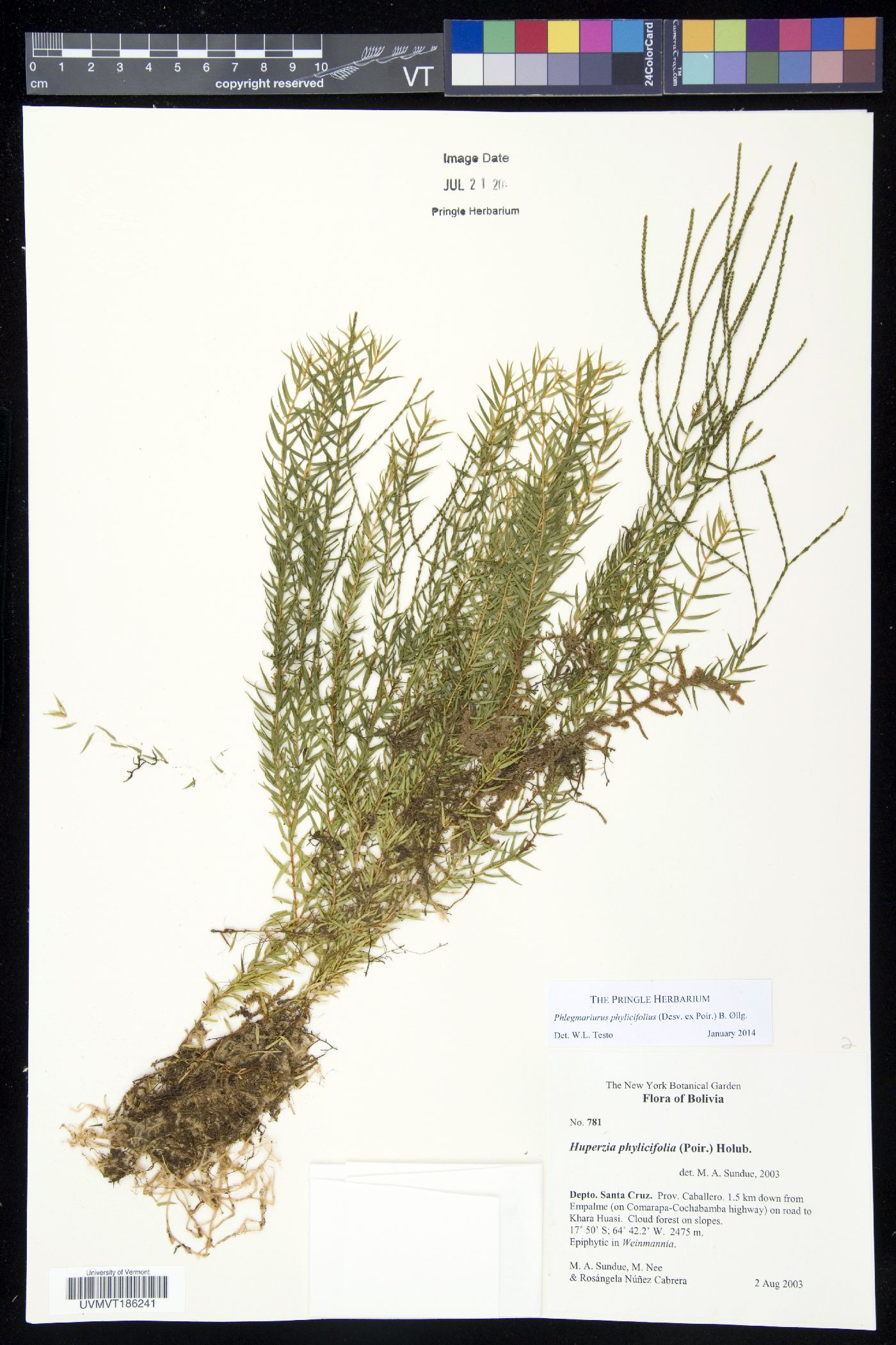 Phlegmariurus phylicifolius image