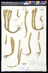 Phlegmariurus reflexus image