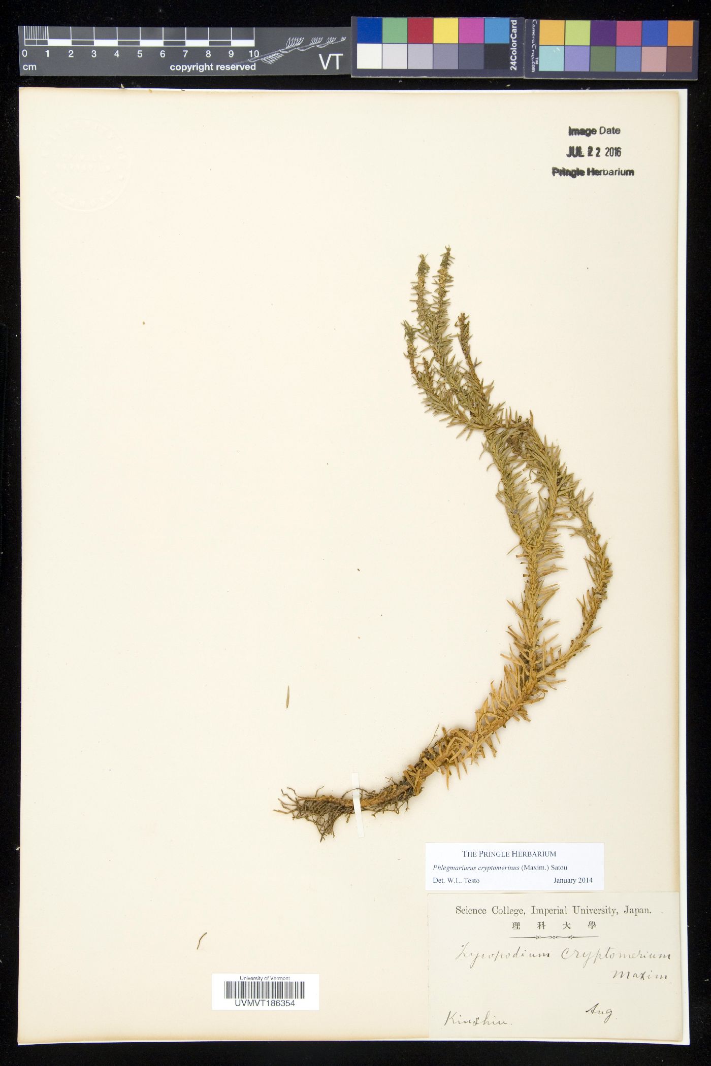 Phlegmariurus cruentus image