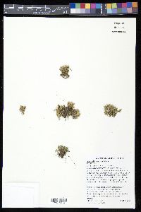 Selaginella asprella image