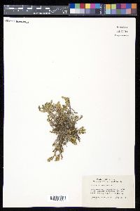 Selaginella arizonica image