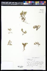 Selaginella arizonica image