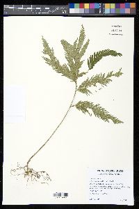 Selaginella anceps image