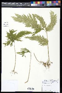 Selaginella anceps image