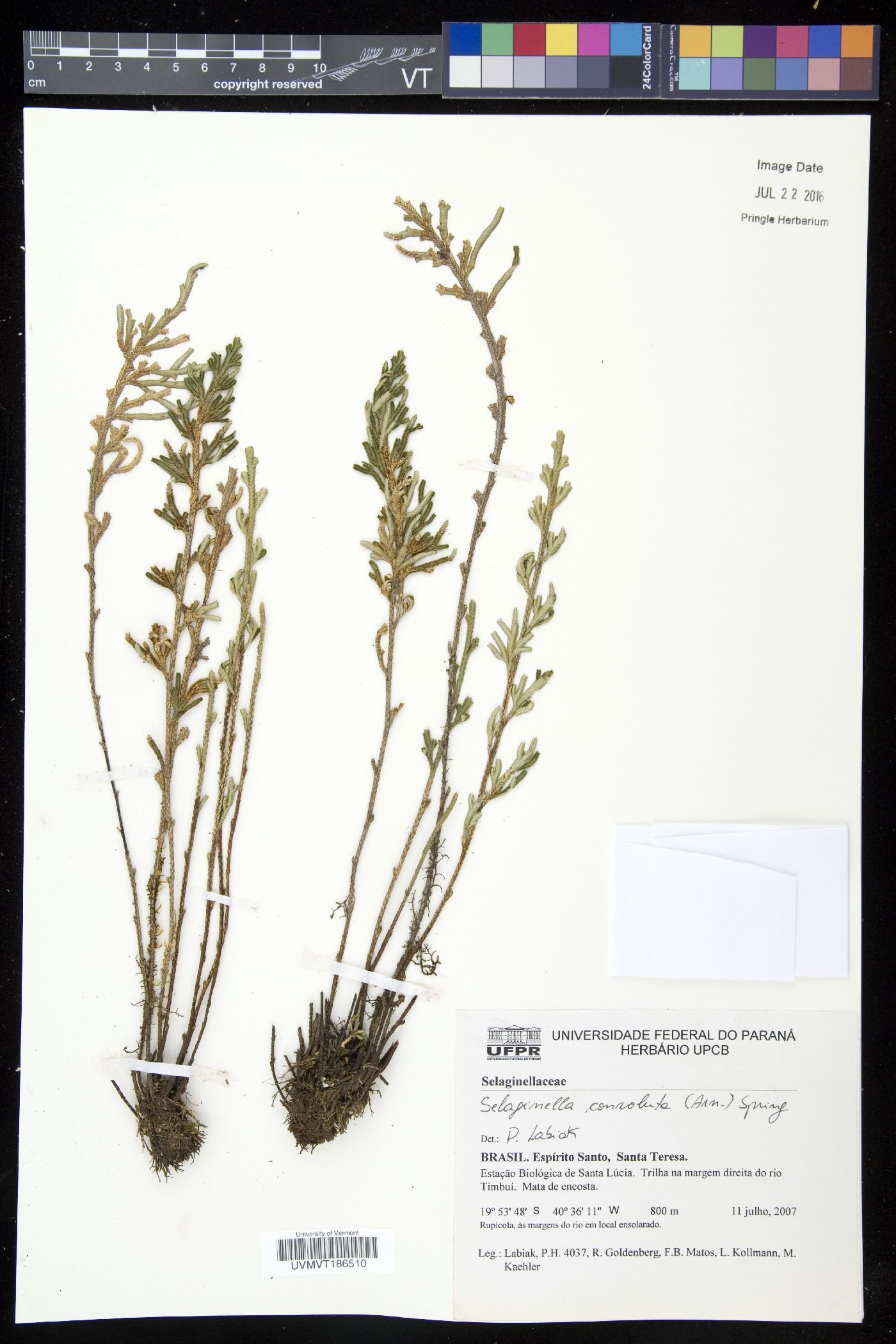 Selaginella convoluta image
