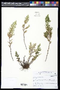 Selaginella convoluta image