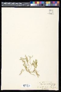 Selaginella confusa image