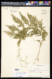 Selaginella conduplicata image