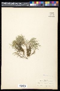 Selaginella bigelovii image