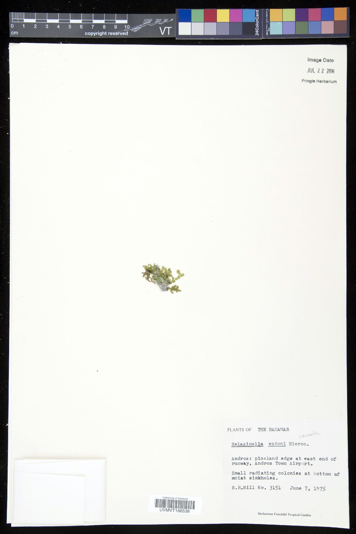 Selaginella eatonii image