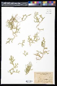 Selaginella douglasii image