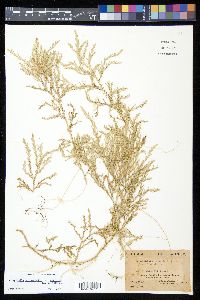 Selaginella horizontalis image