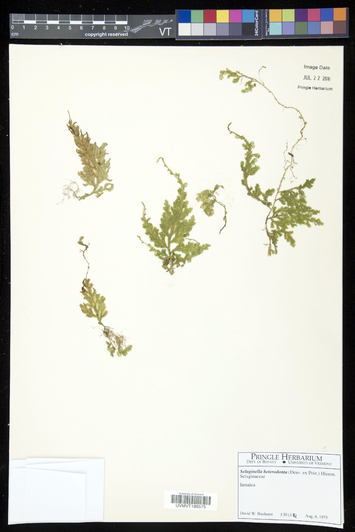 Selaginella heterodonta image