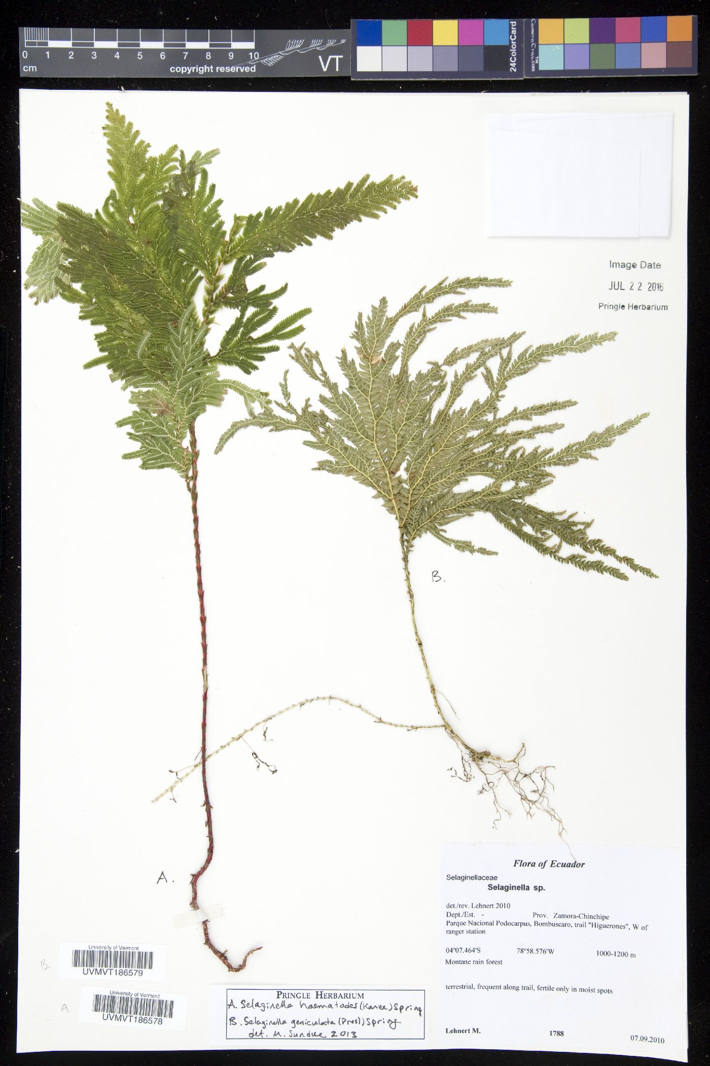 Selaginella haematodes image