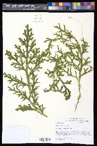 Selaginella flexuosa image