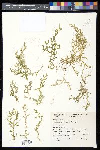 Selaginella flexuosa image